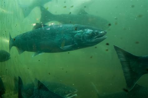 Pnw Salmon Stock Photo Download Image Now Botanical Garden Chinook