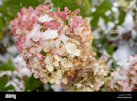 Flores congeladas de hortensias rosadas pálidas cubiertas de nieve de