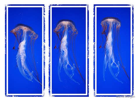 "Jellyfish Movement Triptych" by David Morgan | Redbubble