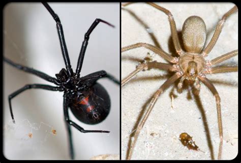 Black Widow Spiders and Brown Recluse Spiders Prevalent in Texas ...