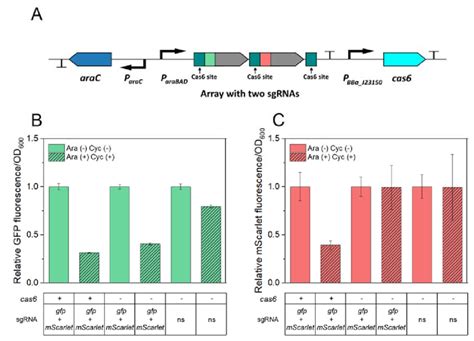 Characterization Of The Cas Mediated Multiplex Crispri A Design Of