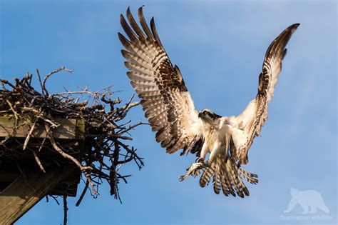 Wild Florida - Fascination Wildlife