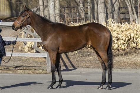 推進力がありビュッと切れそうな感じロカ21 POG2023牧場別注目2歳馬 競馬コラム 日刊スポーツ