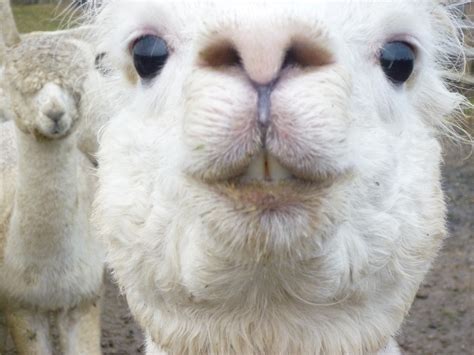 Alpaca Funny - 1280x960 Wallpaper - teahub.io