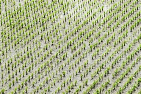 Boosting Rice Production In Bangladesh