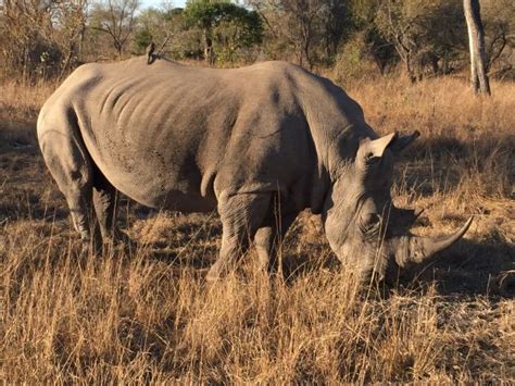 Free Images Adventure Herd Fauna Savanna Plain Rhino Rhinoceros