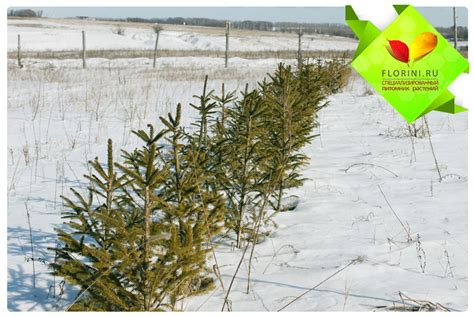 Купить Ель обыкновенная Picea abies - в питомнике Флорини