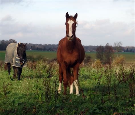 Photos De Chevaux En Libert