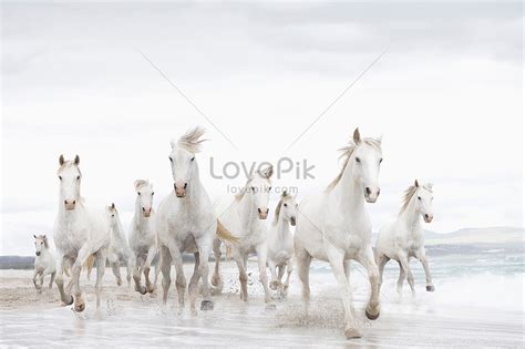 White Horse On The Beach Picture And HD Photos | Free Download On Lovepik