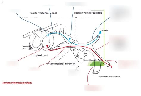 Week 6 - The Peripheral Nervous System Diagram | Quizlet