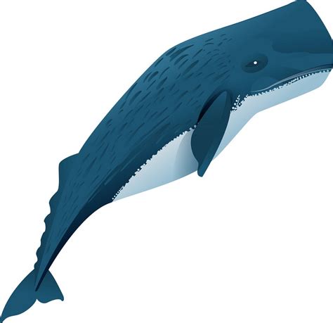 Sperm Whale Clipart World