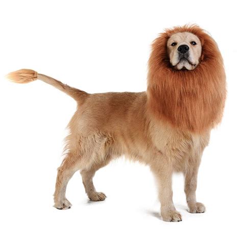 7 Great Accessories For Golden Retrievers The Dog People By