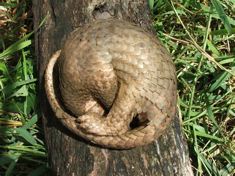 Philippine pangolin - Pangolin Specialist Group