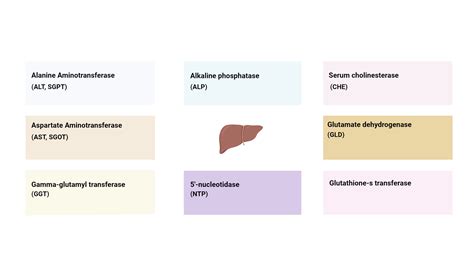 Illustration of liver enzymes | BioRender Science Templates