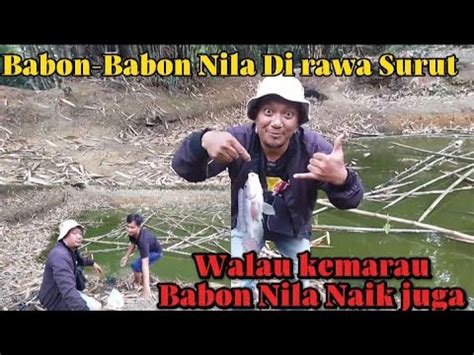 Mancing Nila Dirawa Surut Dapat Babon Dengan Racikan Umpan Jitu