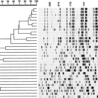 Fluorescently Labelled Aflp Patterns And Dendrogram Of Acinetobacter