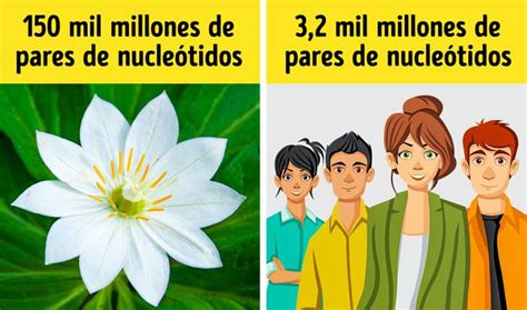 Datos Interesantes Sobre El Adn Que Revelan Lo Sabia Que Es La