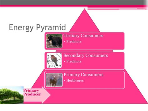 Temperate Deciduous Forest Energy Pyramid