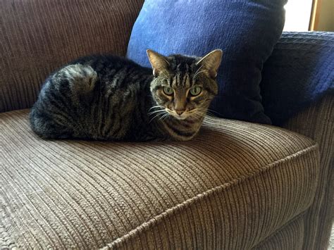 Of Cats And Cardstock Feline Friday Cat On Couch