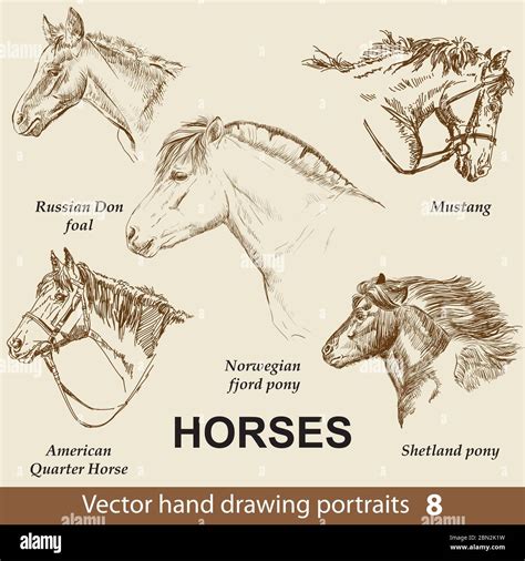 Quarter Horse Head Drawings