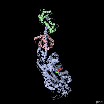 Myosin Proteopedia Life In 3D