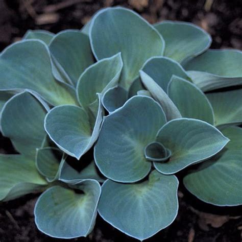 Hosta 'Blue Mouse Ears' - Vitro Westland