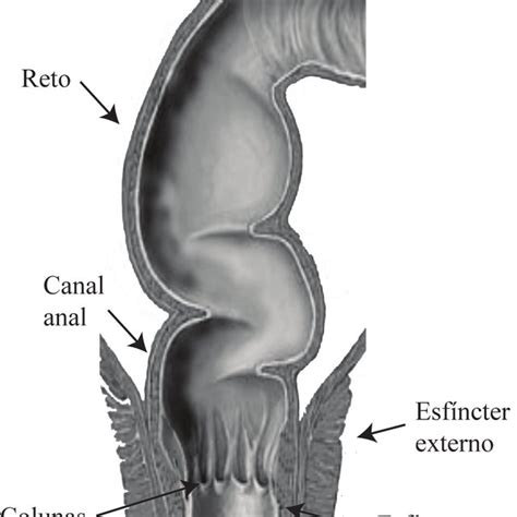 Diagramadointestinogrosso