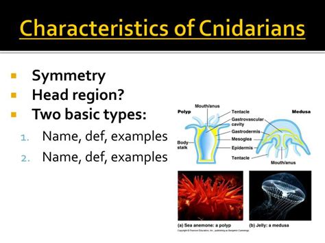 PPT Sponges And Cnidarians PowerPoint Presentation ID 2017508