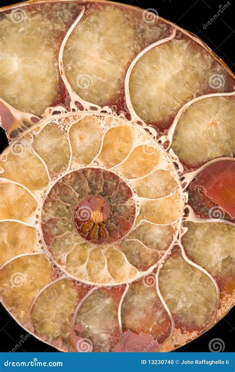 Spiral Fossil Stock Photo - Image: 13230740