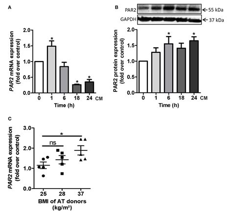 Figure 2 From Protease Activated Receptor 2 Promotes Pro Atherogenic