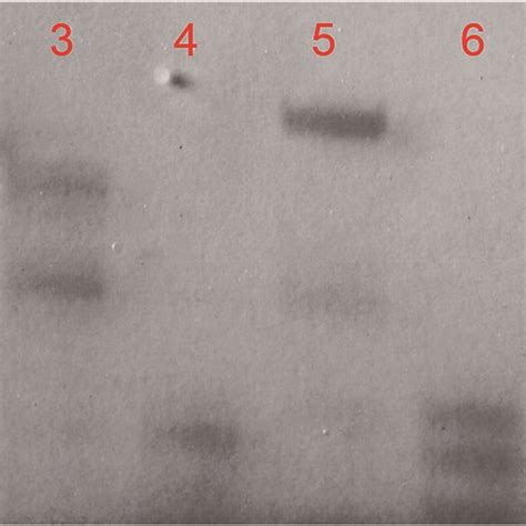 Denatured Polyacrylamide Gel Electrophoresis Analysis Of All Mbs And Download Scientific