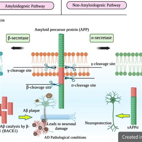 Amyloid Precursor Proteins App And Alzheimers Disease Ad The Left