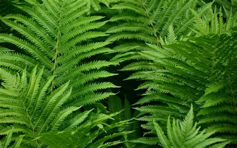 Fern Wallpapers - Top Free Fern Backgrounds - WallpaperAccess