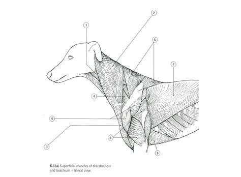 Extrinsic Muscles Of The Forelimb Diagram Quizlet