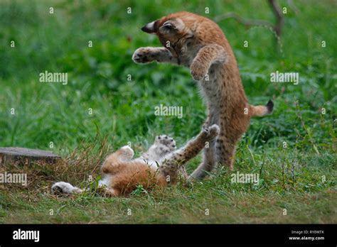 Eurasischer Luchs, (Lynx lynx Stock Photo - Alamy