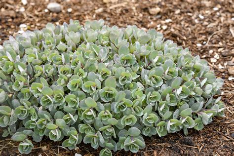 Rock N Round Superstar Stonecrop Sedum Hybrid Proven Winners