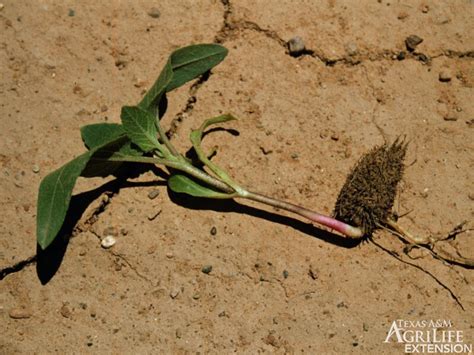 Plants of Texas Rangelands » Cocklebur