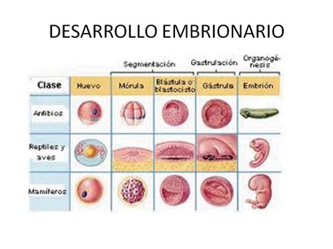 Las Etapas Del Desarrollo Embrionario Hot Sex Picture