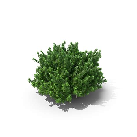 Boxwood Svg