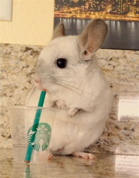 This chinchilla doing human things is so freaking adorable Super Cute ...