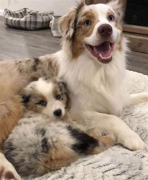 Australian Shepherd For Adoption