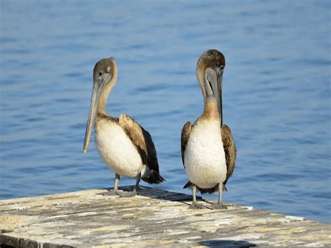 What is the State Bird of Louisiana? - Animals Insider