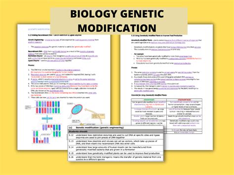 Genetic Modification I Gcse Biology Detailed Notes Teaching Resources