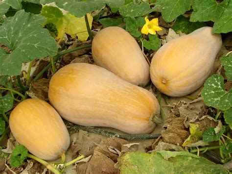 Come Coltivare Le Zucche Il Giardino Commestible