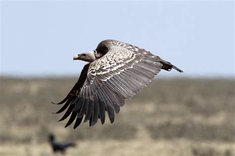 Rüppell's Vulture / Gyps rueppelli photo call and song