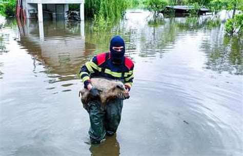 Vatrogasac kod Karlovca spasio praščića iz poplave Bio je na kraju