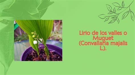 Lirio De Los Valles O Muguet Convallaria Majalis L Youtube