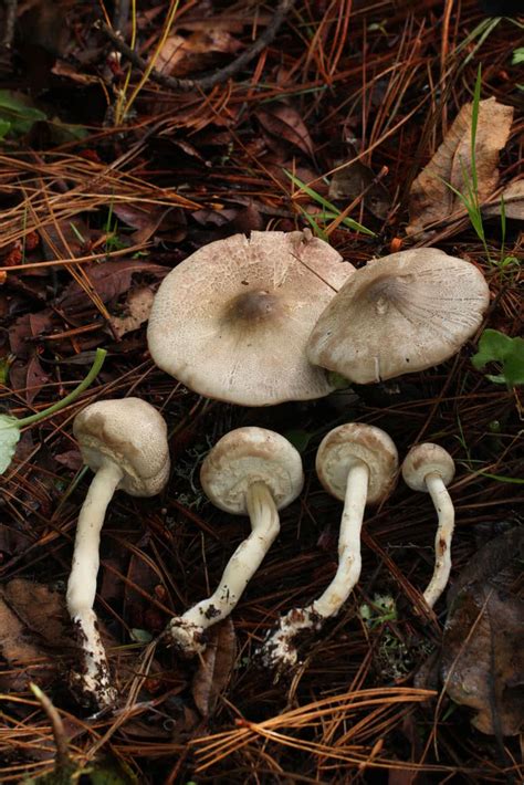 Agaricus Pocillator The Ultimate Mushroom Guide