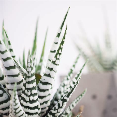 Haworthia Fasciata Alba 12cm CocaFlora Amazing Plants Of The World