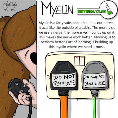 Myelin | Matilda's Lab